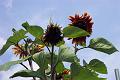 my subflowers 099